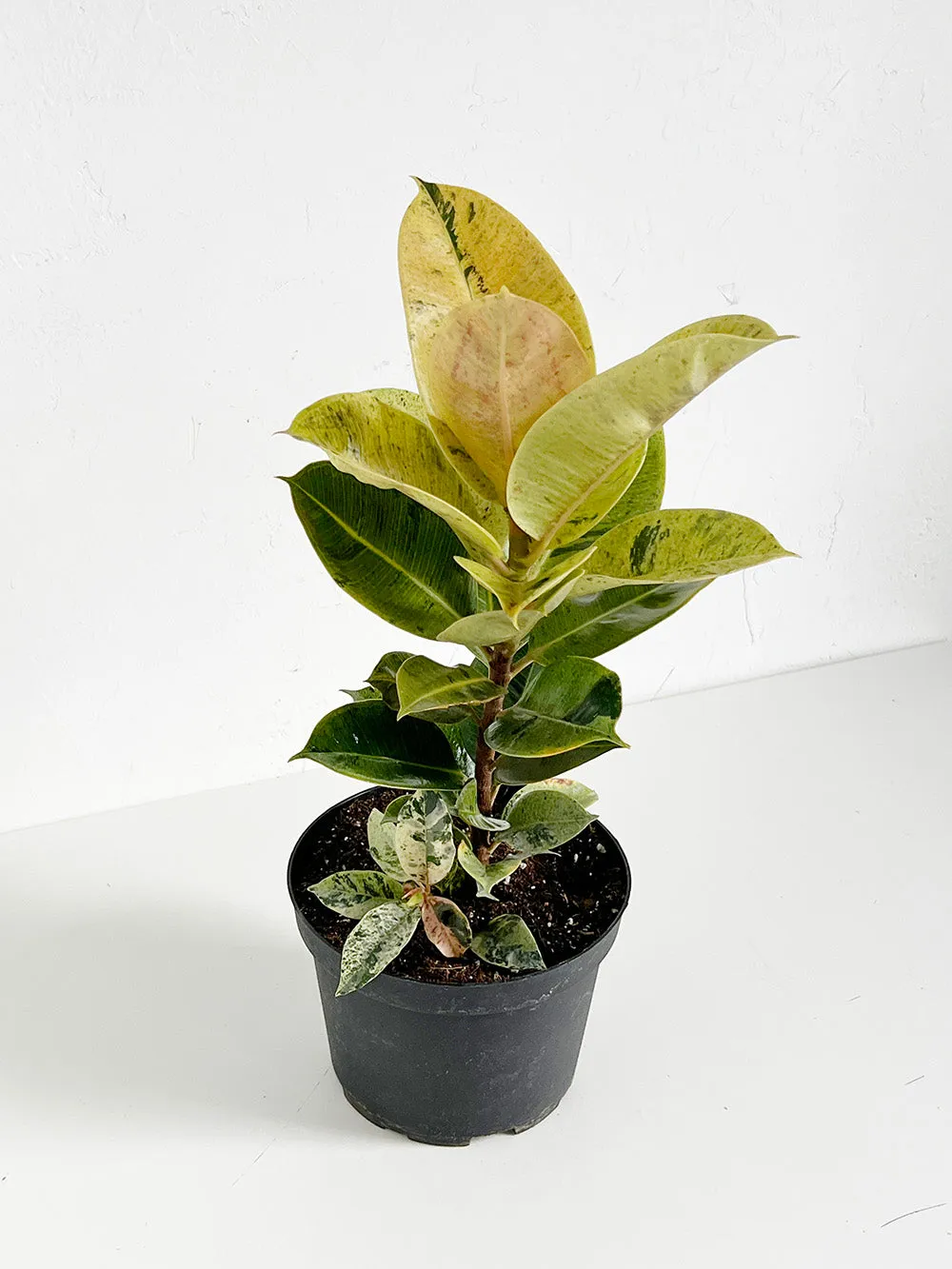 Moonshine Rubber Plant